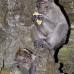monkey_macaque_balinese_mf_ubud_v_0988_bal4704.jpg